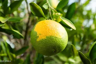 1063 Leisure World, Mesa, AZ 85206 - Photo 18