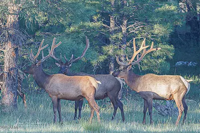 867 Crestview Drive, Mormon Lake, AZ 86038 - Photo 74