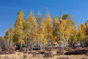 867 Crestview Dr, Mormon Lake, AZ 86038 - Photo 62