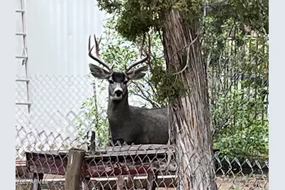 2064 Pinewood Drive, Overgaard, AZ 85933 - Photo 4