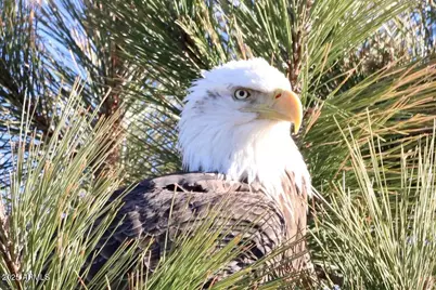 912 W Madera Lane, Payson, AZ 85541 - Photo 42