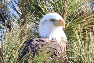 912 W Madera Ln, Payson, AZ 85541 - Photo 42