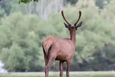 912 W Madera Lane, Payson, AZ 85541 - Photo 62