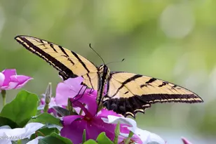 912 W Madera Ln, Payson, AZ 85541 - Photo 58