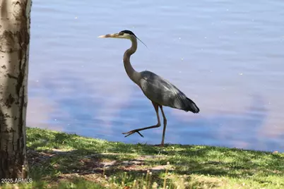 912 W Madera Lane, Payson, AZ 85541 - Photo 52