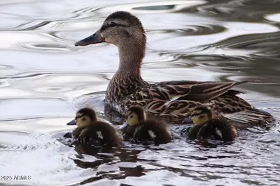 912 W Madera Lane, Payson, AZ 85541 - Photo 44