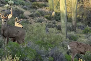 40199 N 105th Pl, Scottsdale, AZ 85262 - Photo 46