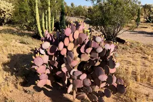 8362 N Dead Mans Gulch Rd, Florence, AZ 85132 - Photo 32