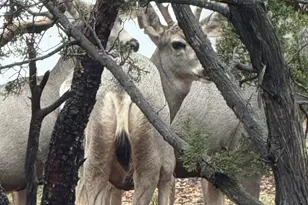 2761 Apollo Cir, Overgaard, AZ 85933 - Photo 48