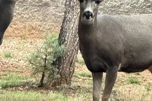 2761 Apollo Cir, Overgaard, AZ 85933 - Photo 50