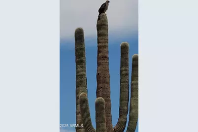 32300 W Painted Wagon Trail #50, Wittmann, AZ 85361 - Photo 4