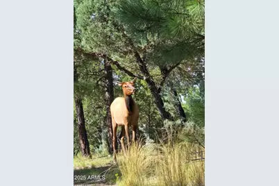 2857 Sparrow Drive #22, Happy Jack, AZ 86024 - Photo 8