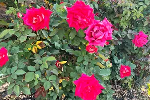 6042 E Halifax St, Mesa, AZ 85205 - Photo 56