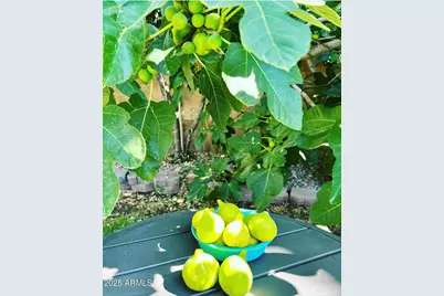 6042 E Halifax Street, Mesa, AZ 85205 - Photo 58