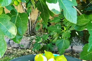 6042 E Halifax St, Mesa, AZ 85205 - Photo 58