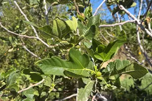 800 W Marlboro Dr, Chandler, AZ 85225 - Photo 58