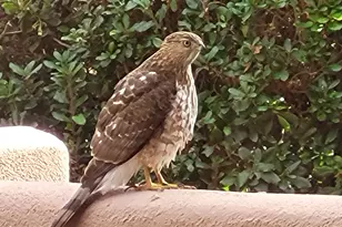 55 Corte Banca, Sedona, AZ 86351 - Photo 40