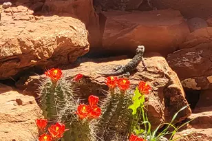 55 Corte Banca, Sedona, AZ 86351 - Photo 42