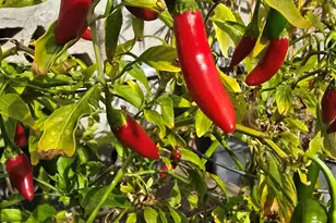 4037 E Minnezona Ave, Phoenix, AZ 85018 - Photo 62