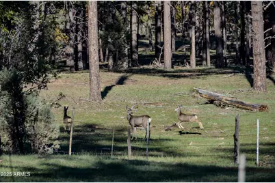 685 Kuhn Road, Pinedale, AZ 85934 - Photo 58