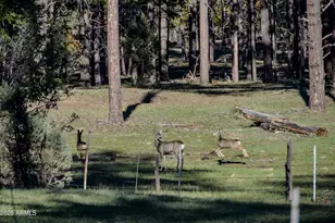 685 Kuhn Rd, Pinedale, AZ 85934 - Photo 58