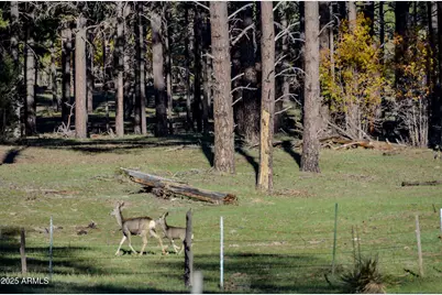 685 Kuhn Road, Pinedale, AZ 85934 - Photo 60