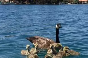 919 S Paradise Dr, Gilbert, AZ 85233 - Photo 96