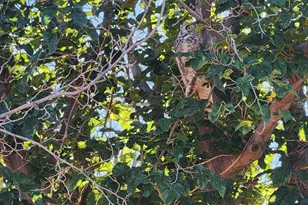 4901 W Churella Trail, Double Adobe, AZ 85617 - Photo 42