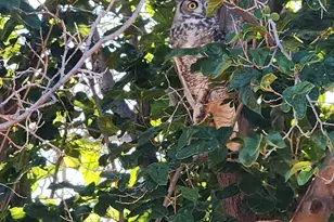 4901 W Churella Trail, Double Adobe, AZ 85617 - Photo 36
