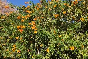 705 W 16th St, Tempe, AZ 85281 - Photo 28