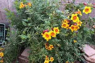 705 W 16th St, Tempe, AZ 85281 - Photo 24