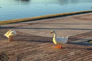 17502 W Arroyo Way, Goodyear, AZ 85338 - Photo 70