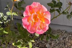 20219 N 125th Ave, Sun City West, AZ 85375 - Photo 14