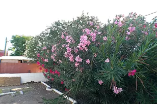 129 E Donna Dr, Queen Valley, AZ 85118 - Photo 10