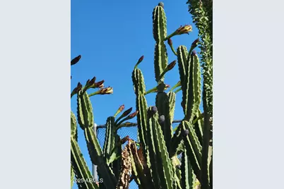 800 E Mississippi Street, Florence, AZ 85132 - Photo 12