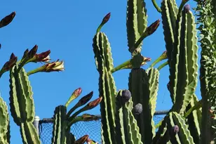 800 E Mississippi St, Florence, AZ 85132 - Photo 12