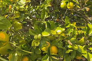 3815 W Charlotte Dr, Glendale, AZ 85310 - Photo 36