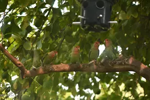 8018 N Via Verde --, Scottsdale, AZ 85258 - Photo 40