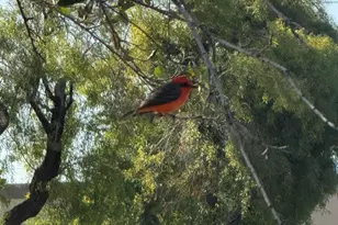 1019 E Watson Dr, Tempe, AZ 85283 - Photo 38