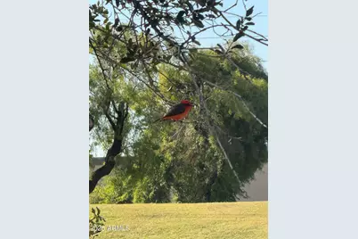 1019 E Watson Drive, Tempe, AZ 85283 - Photo 40