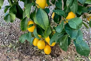 13648 W Utica Dr, Sun City West, AZ 85375 - Photo 26