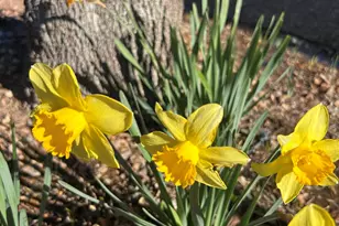 7850 E Alhambra Dr, Sierra Vista, AZ 85650 - Photo 30