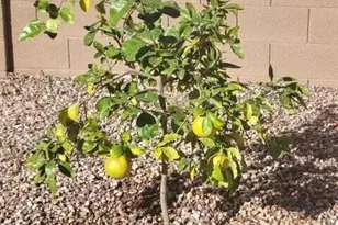 16802 W Desert Mirage Dr, Surprise, AZ 85388 - Photo 34