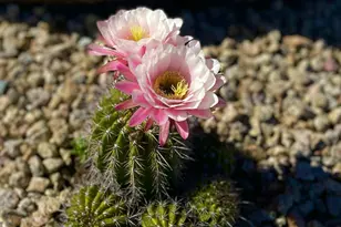 2049 E Gaffney Rd, New River, AZ 85087 - Photo 62