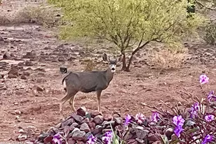 2049 E Gaffney Rd, New River, AZ 85087 - Photo 68