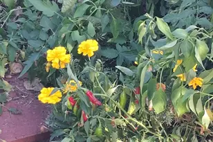 4020 E Creek View Dr, Camp Verde, AZ 86322 - Photo 6