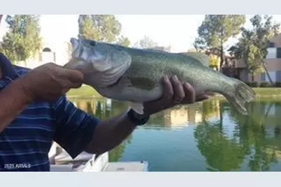 1146 W Sea Fog Drive, Gilbert, AZ 85233 - Photo 40