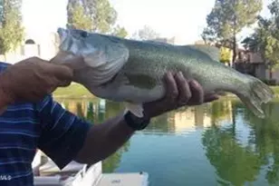 1146 W Sea Fog Dr, Gilbert, AZ 85233 - Photo 40