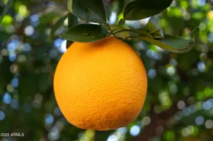 1932 Leisure World, Mesa, AZ 85206 - Photo 24