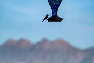 13815 N Vista Del Oro, Fort McDowell, AZ 85264 - Photo 72